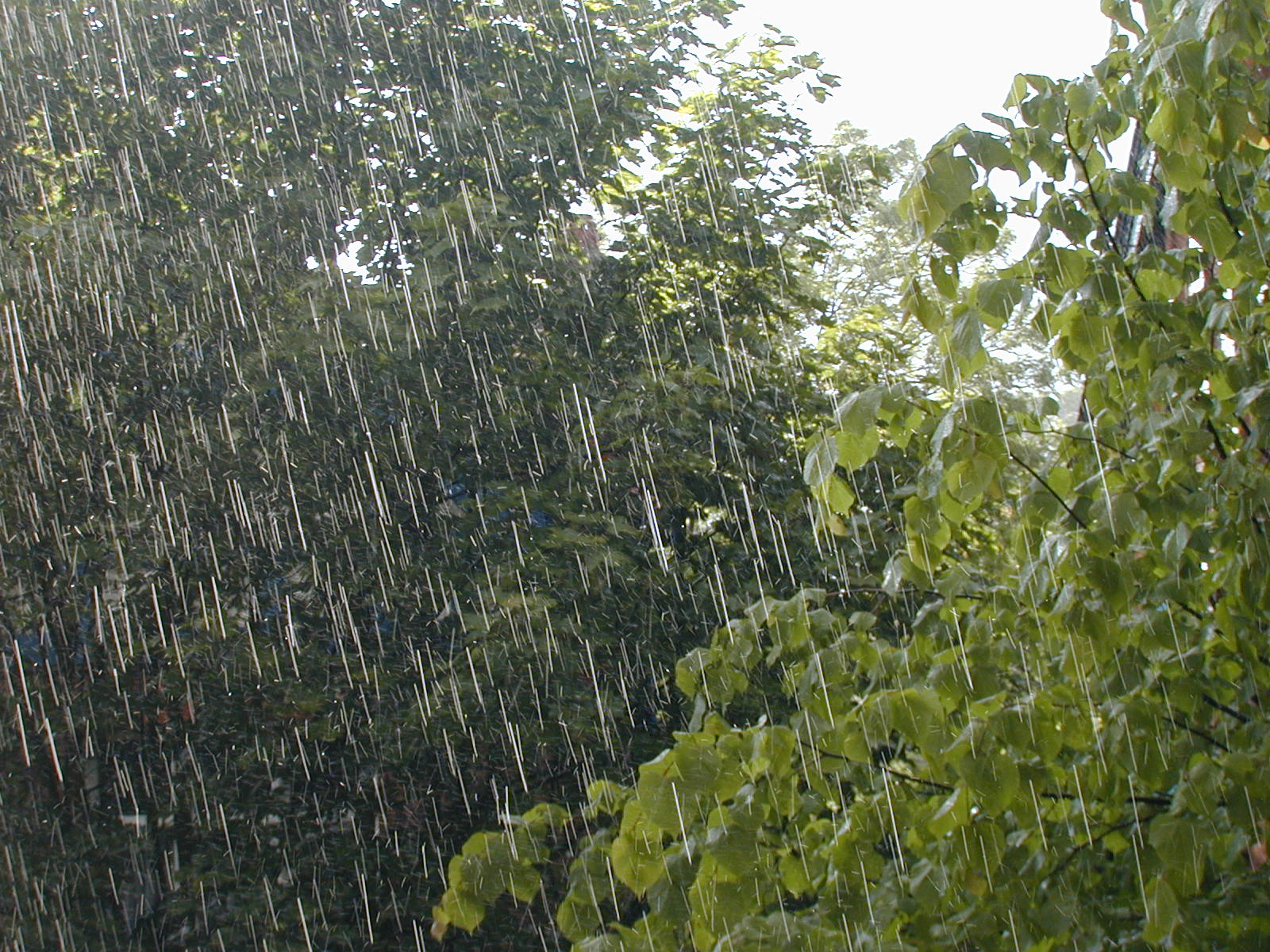 Рясный парной дождик. Косой дождь. Ливень. Дождь фото. Кислотные дожди.